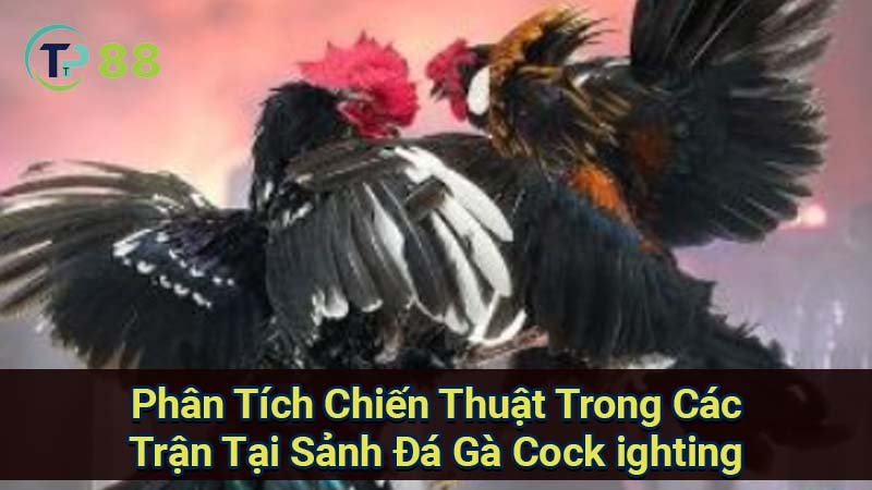 phan-tich-chien-thuat-trong-cac-tran-tai-sanh-da-ga-cock-ighting