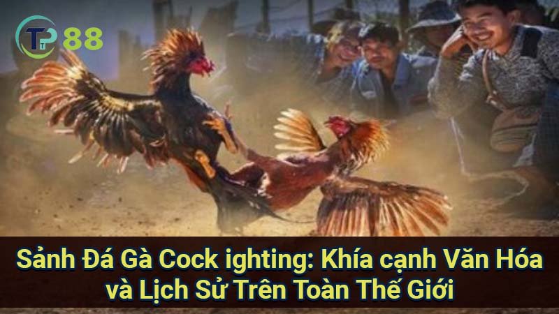 sanh-da-ga-cock-ighting:-khia-canh-van-hoa-va-lich-su-tren-toan-the-gioi
